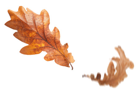 Dry autumn leaves falling on white backgroundの写真素材