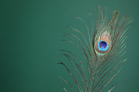 Beautiful peacock feather on teal background. Space for textの写真素材