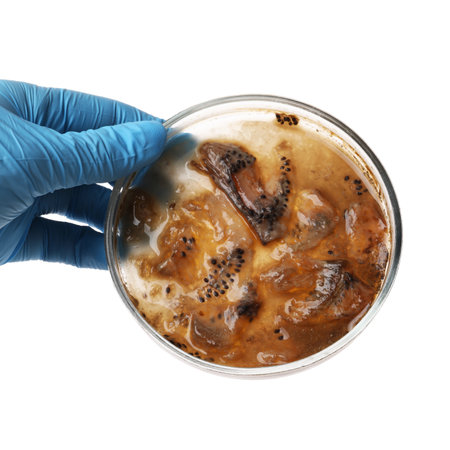 Laboratory worker holding petri dish with bacteria on white background, closeupの写真素材