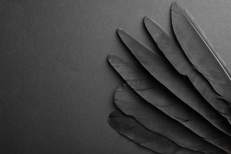 Beautiful black feathers on gray background, top view. Space for textの写真素材