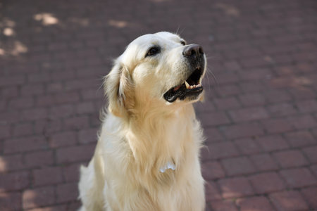 Portrait of cute Golden Retriever on city streetの写真素材