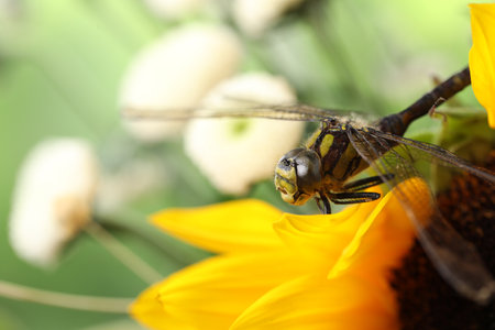 Beautiful dragonfly on sunflower outdoors, macro viewの写真素材