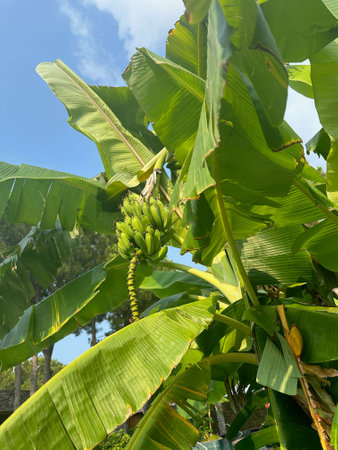 Tropical tree with green leaves and ripening bananas outdoors, low angle viewの写真素材