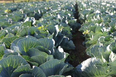Green cabbages growing in field on sunny dayの写真素材