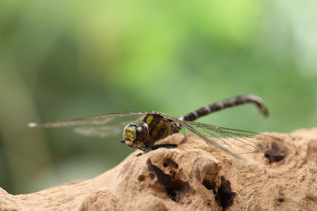 Beautiful dragonfly on snag against blurred green background, macro viewの写真素材