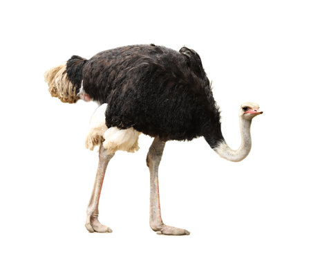 Beautiful ostrich on white background. Exotic birdの写真素材