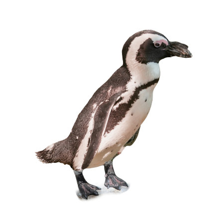 African penguin on white background. Exotic birdの写真素材