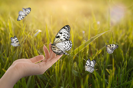 Woman holding beautiful butterfly in meadow on sunny day, closeupの写真素材