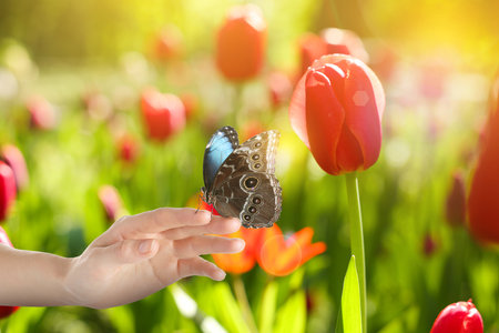 Woman holding beautiful butterfly in garden on sunny day, closeupの写真素材