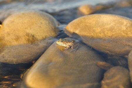 Cute little frog on stone in water outdoorsの写真素材