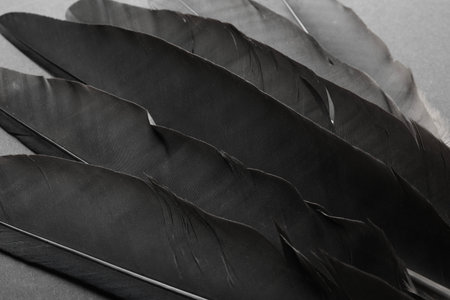 Beautiful black feathers on gray background, closeupの写真素材