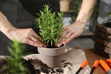 Woman transplanting herb into pot at table indoors, closeupの写真素材