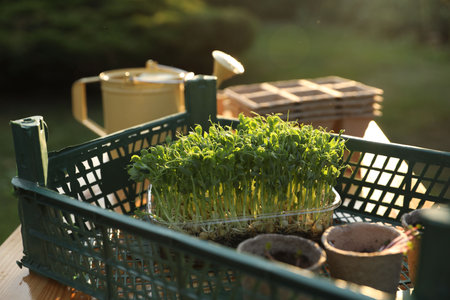 Different potted seedlings on wooden table outdoorsの写真素材