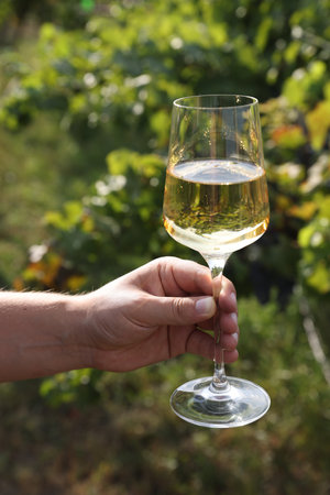 Man holding glass with tasty wine outdoors, closeupの写真素材
