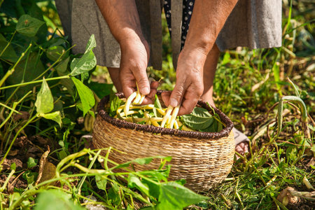 Senior farmer picking fresh pea pods outdoors, closeupの写真素材