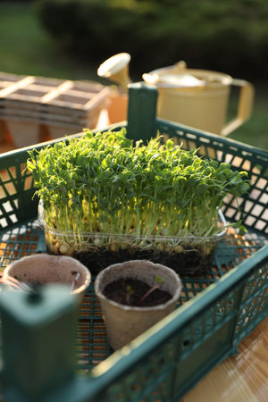 Different potted seedlings on wooden table outdoorsの写真素材