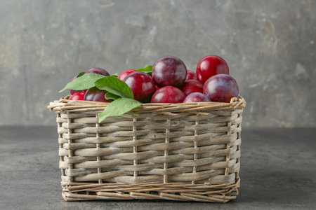 Tasty ripe plums and leaves in wicker basket on gray textured tableの写真素材