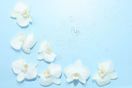 Beautiful orchid flowers in water on light blue background, flat lay. Space for textの写真素材