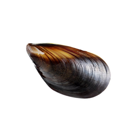 One raw mussel isolated on white. Sea foodの写真素材