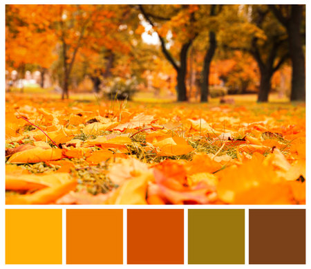 Shades of autumn. Picture of orange leaves on grass in park and matching color paletteの写真素材
