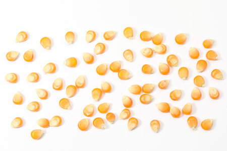 Many fresh corn kernels on white background, flat lay