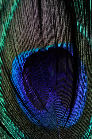 Beautiful peacock feather as background, macro viewの写真素材