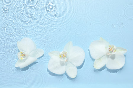 Beautiful orchid flowers in water on light blue background, flat layの写真素材