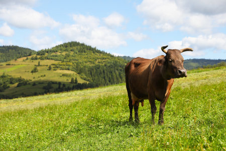 Beautiful cow grazing on green grass outdoorsの写真素材