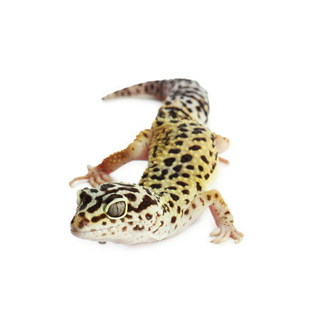 One beautiful gecko isolated on white. Exotic petの写真素材