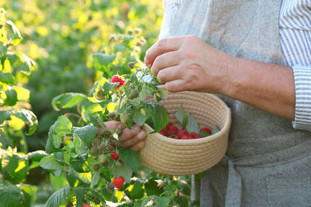 Senior farmer picking fresh ripe raspberries outdoors, closeupの写真素材