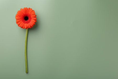Beautiful red gerbera flower on pale green background, top view. Space for textの写真素材