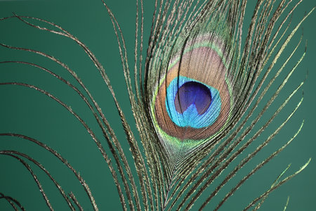 Beautiful peacock feather on teal background, closeupの写真素材
