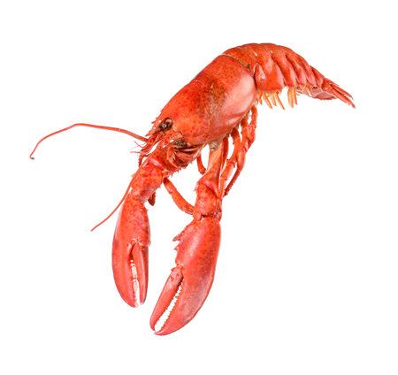One red lobster isolated on white. Sea foodの写真素材