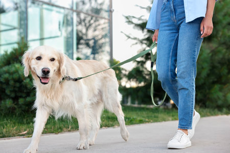 Owner walking with cute Golden Retriever dog outdoors, closeup
