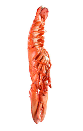 One red lobster isolated on white. Sea foodの写真素材