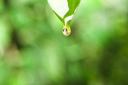 Essential oil dripping from fresh leaf against blurred green background, closeupの写真素材