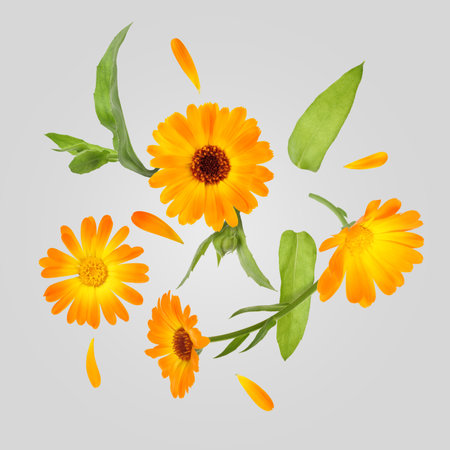 Calendula flowers and leaves in air on gray backgroundの写真素材