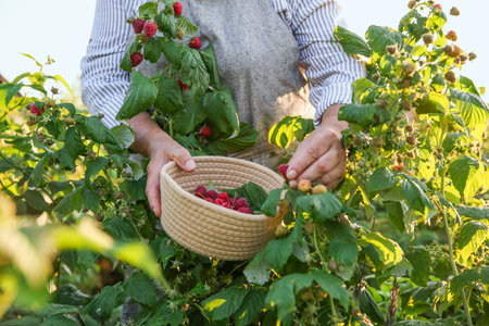 Senior farmer picking fresh ripe raspberries outdoors, closeupの写真素材