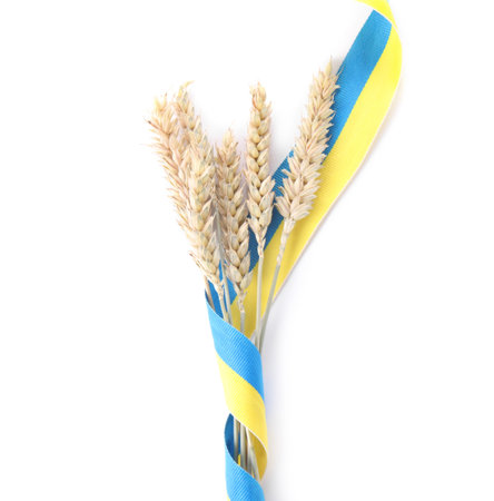Ears of wheat with ribbon in colors of Ukrainian national flag isolated on white, top viewの写真素材
