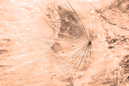 Beautiful fluffy dandelion flower with water drops, closeup