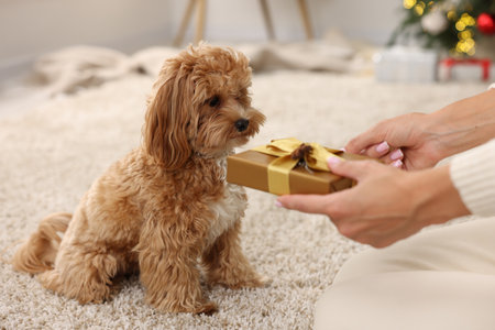 Woman with gift box and cute Maltipoo dog at home, closeupの写真素材