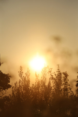 Beautiful view of plants at sunrise in morning, closeupの写真素材
