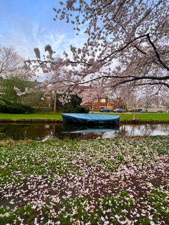 Picturesque view of canal with moored boat and blossoming tree in springの写真素材
