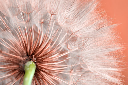 Beautiful fluffy dandelion flower on peach fuzz color background, closeupの写真素材