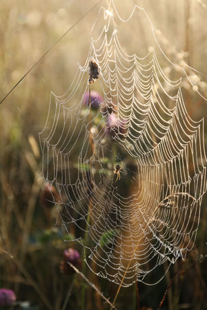 Cobweb on plants at meadow in morning, closeup