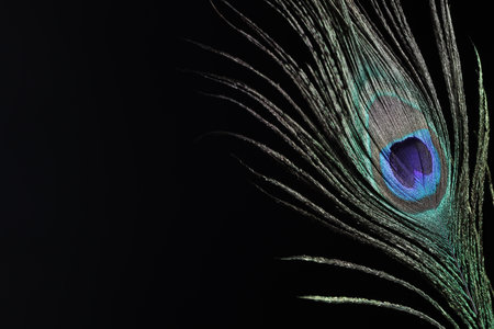 One beautiful peacock feather on black background, closeup. Space for text