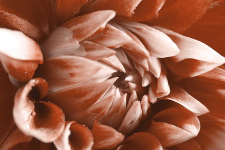 Beautiful Dahlia flower as background, macro viewの写真素材