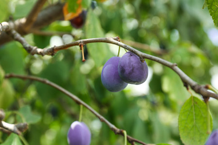 Ripe plums growing on tree in garden, closeupの写真素材