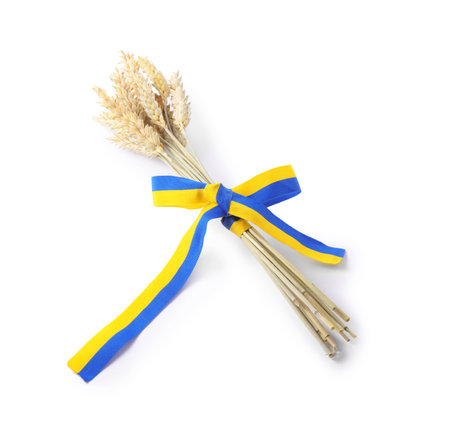 Ears of wheat with ribbon in colors of Ukrainian national flag isolated on whiteの写真素材
