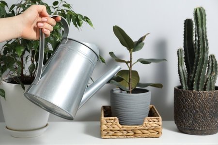 Woman holding watering can near beautiful houseplant indoors, closeupの写真素材